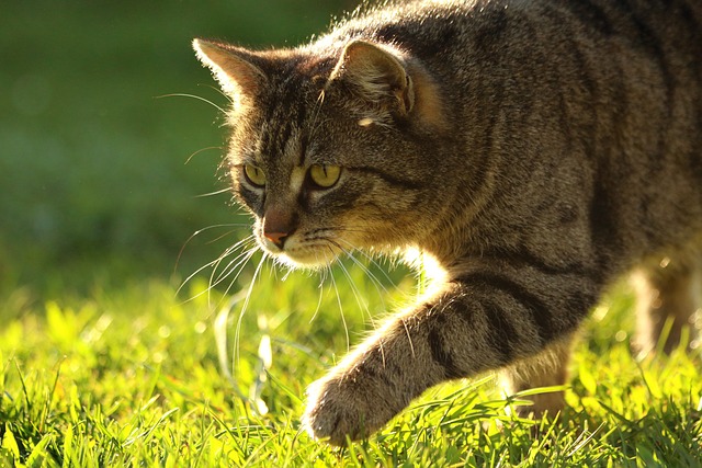 家猫 打猎 偷袭 - 上的免费照片