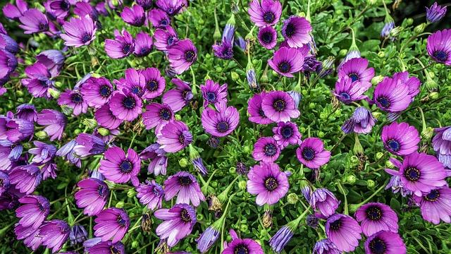 玛格丽塔普 花朵 Osteospermum - 上的免费照片