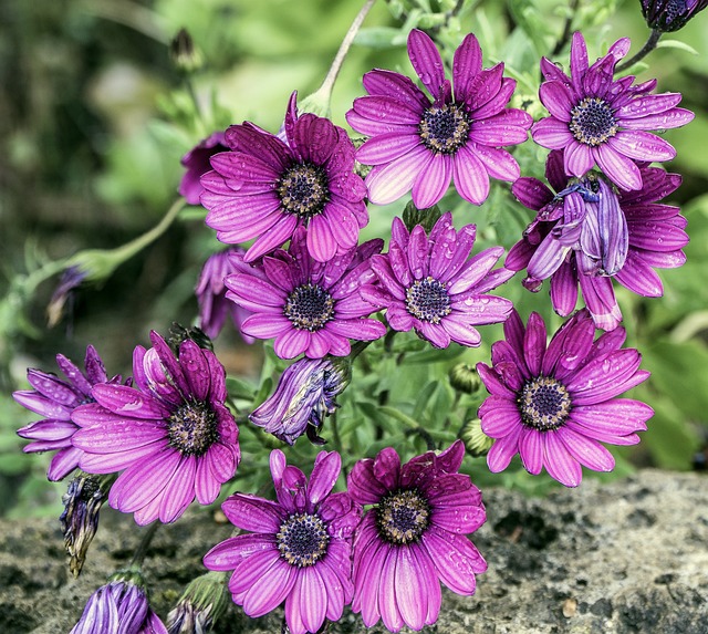 Osteospermum 玛格丽塔普 紫色的 - 上的免费照片