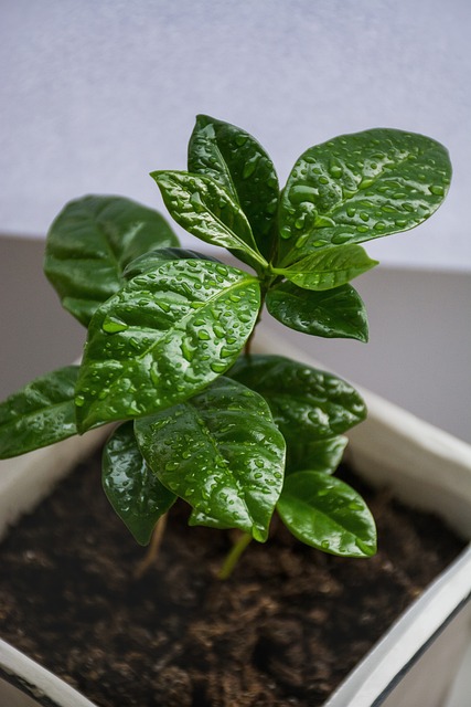 植物 咖啡树 树叶 - 上的免费照片