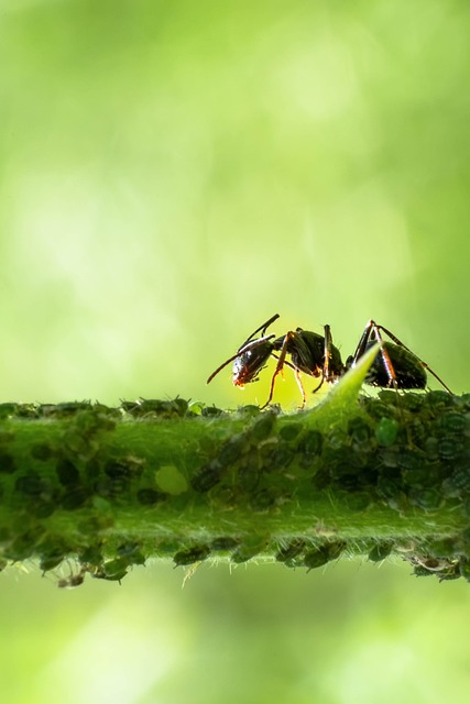 分支 蚂蚁 自然 - 上的免费照片