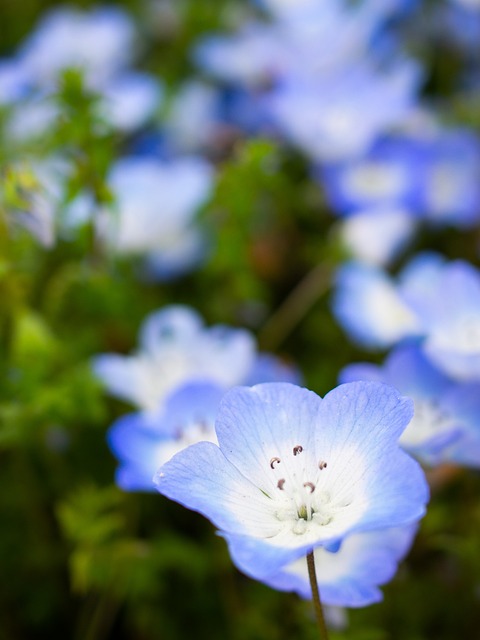 Nemophila 春天 鲜花 - 上的免费照片