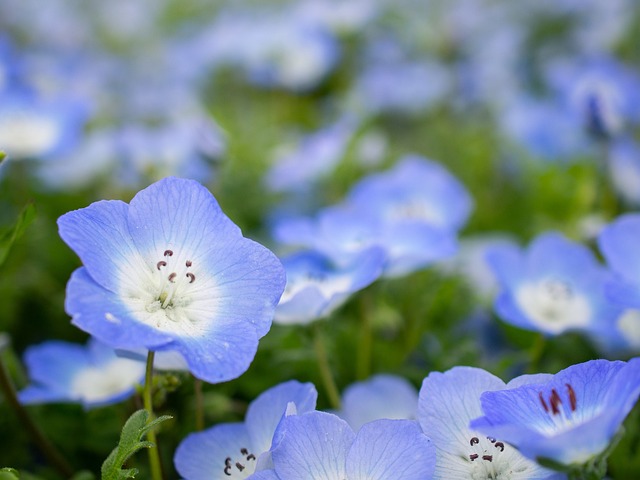 Nemophila 春天 鲜花 - 上的免费照片