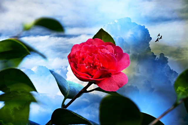 映山红 花 灌木 - 上的免费照片