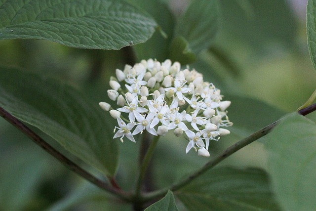 山茱萸Siberica 鲜花 白色的 - 上的免费照片