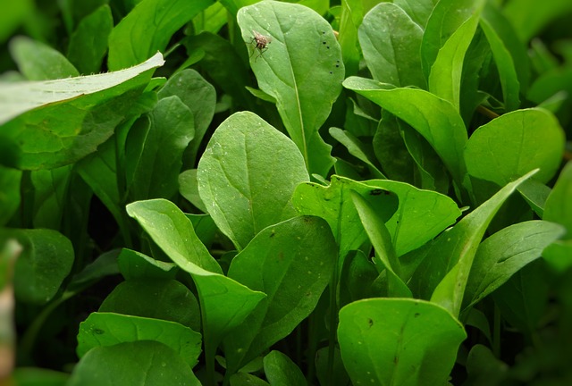 绿色 芝麻菜 植物 - 上的免费图片