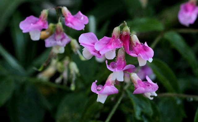 Lathyrus Vernus Rosenelfe 玫瑰 鲜花 - 上的免费照片