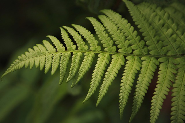 蕨类植物 绿色 叶子 - 上的免费照片