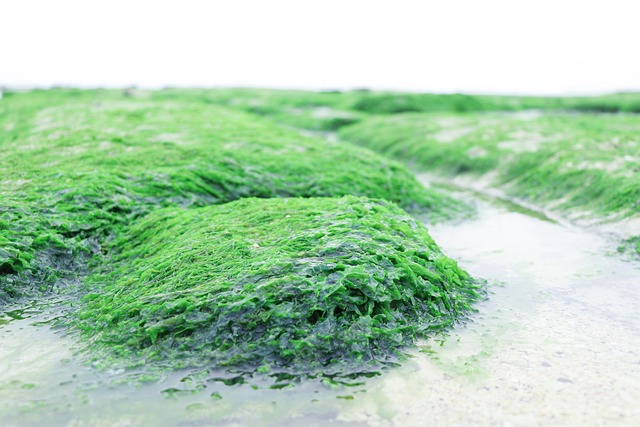 海滩 水草 浅海 - 上的免费照片