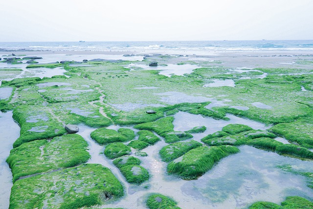 海滩 水草 浅海 - 上的免费照片