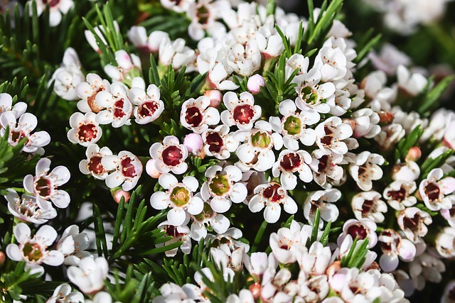 Waxflower 素馨花 澳大利亚 - 上的免费照片