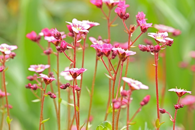 Soapwort 春天的花朵 石床 - 上的免费照片