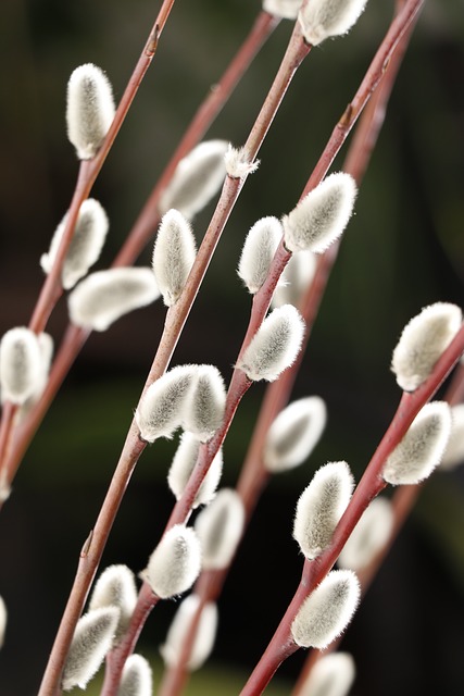 命令 毛茸茸的蕾 柳树 - 上的免费照片