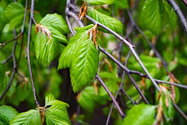 角树 Carpinus 树 - 上的免费照片