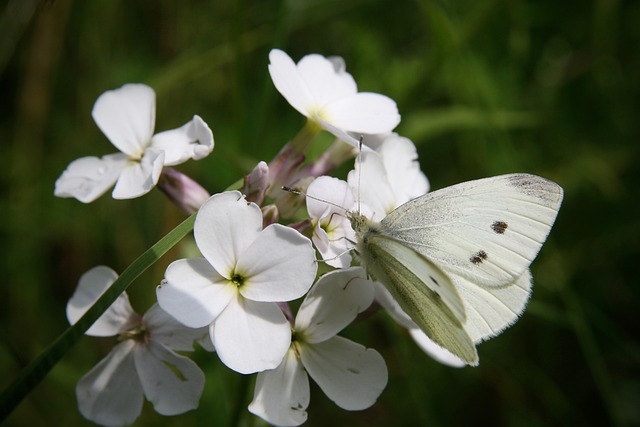 白 昆虫 蝴蝶 - 上的免费照片