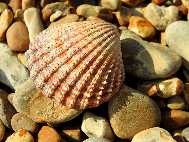 壳 鹅卵石 海滩 - 上的免费照片