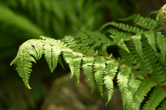 蕨类 丝藻 植户外 - 上的免费照片