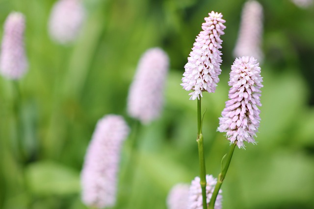 Persicaria 蓼 植物 - 上的免费照片