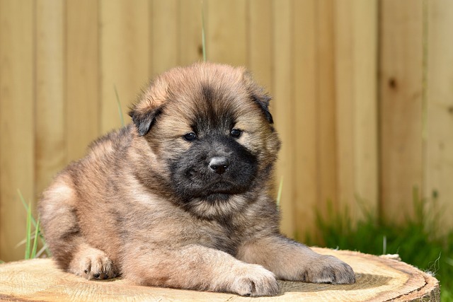 狗 狗Eurasier 年轻的小狗 - 上的免费照片