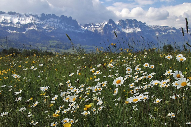 阿尔卑斯山 春天 梅多斯 - 上的免费照片