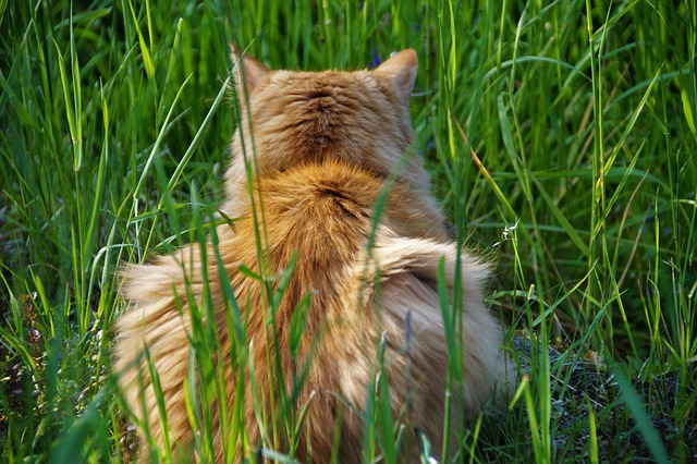 猫 微红 潜伏着 - 上的免费照片