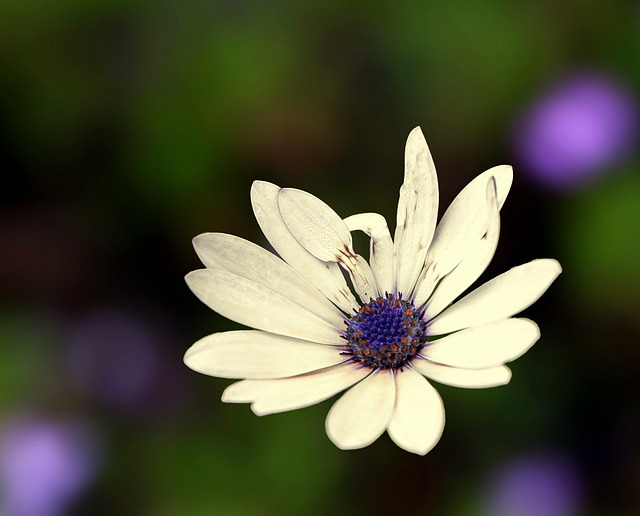 雏菊 Osteospermum 白 - 上的免费照片