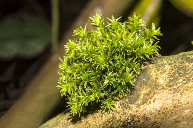 苔藓 多什 沼泽 - 上的免费照片