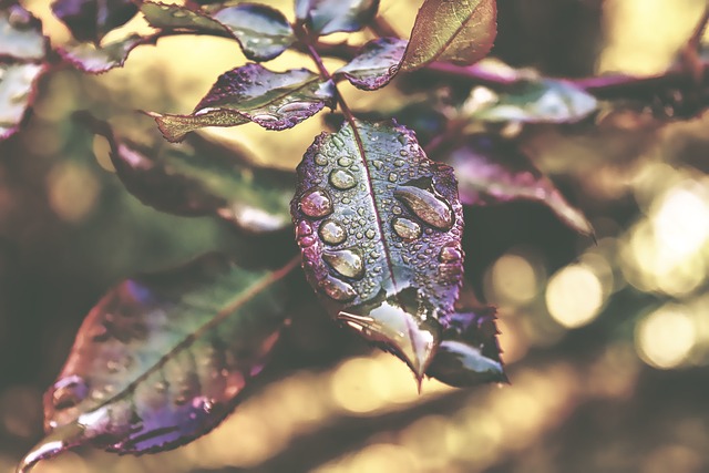 罗森布拉特 滴 雨滴 - 上的免费照片