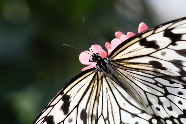 Schmetterling 蝴蝶 布鲁姆 - 上的免费照片