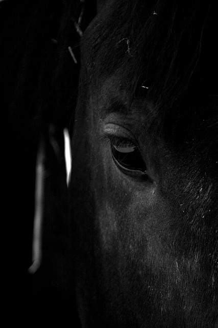 马 骘 动物 - 上的免费照片