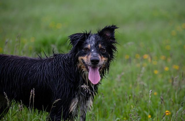 边境牧羊犬 湿狗 牧羊犬 - 上的免费照片