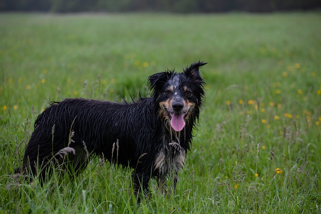 边境牧羊犬 湿狗 牧羊犬 - 上的免费照片