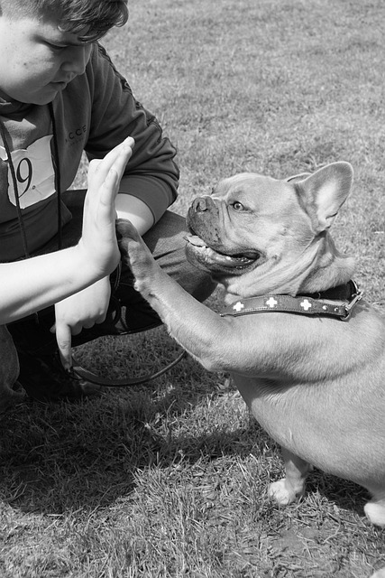 法国斗牛犬 男孩 年轻人 - 上的免费照片