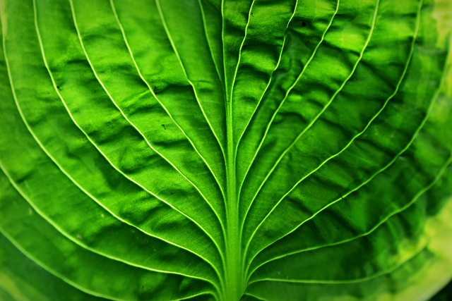 叶玉簪 植物 静脉 - 上的免费照片
