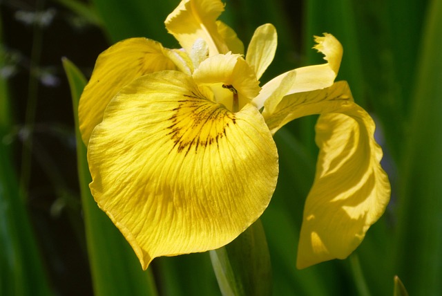 黄色Lis Lissenfamilie Oeverplant - 上的免费照片
