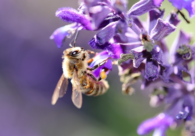 蜜蜂 昆虫 花朵 - 上的免费照片