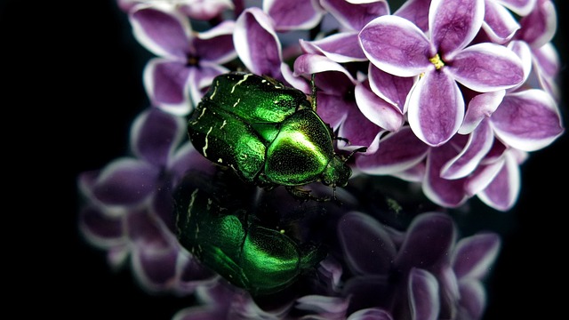 玫瑰甲虫 金闪闪发亮的玫瑰甲壳虫 共同玫瑰甲壳虫 - 上的免费照片