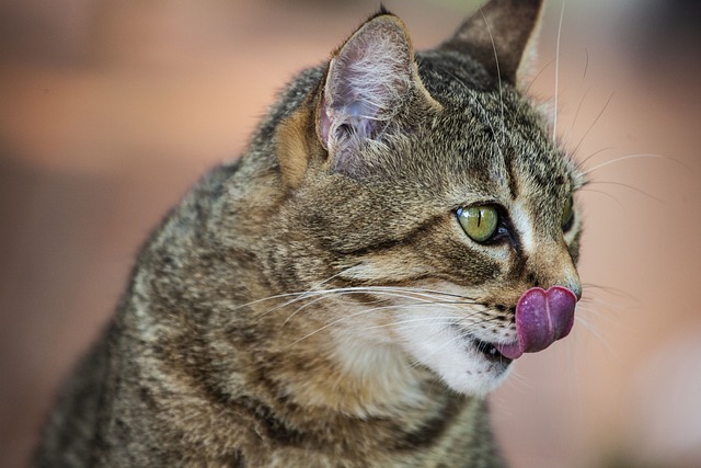 猫咪 可爱 可爱的 - 上的免费照片