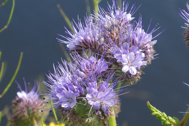 Phacelia Bijenvoer Bijenbrood - 上的免费照片