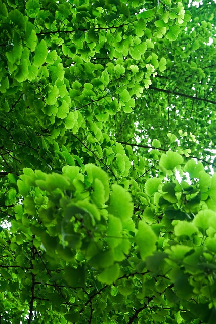 Green Summer Ginkgo - 上的免费照片