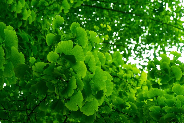 Green Summer Ginkgo - 上的免费照片