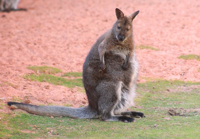 Macropus Rufogriseus 红颈袋鼠 小袋鼠 - 上的免费照片