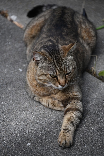 猫 等待 猛扑 - 上的免费照片