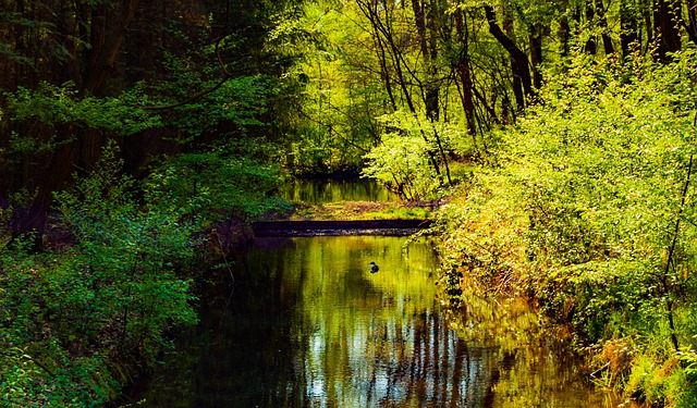 斯普雷瓦尔德 自然 森林 - 上的免费照片