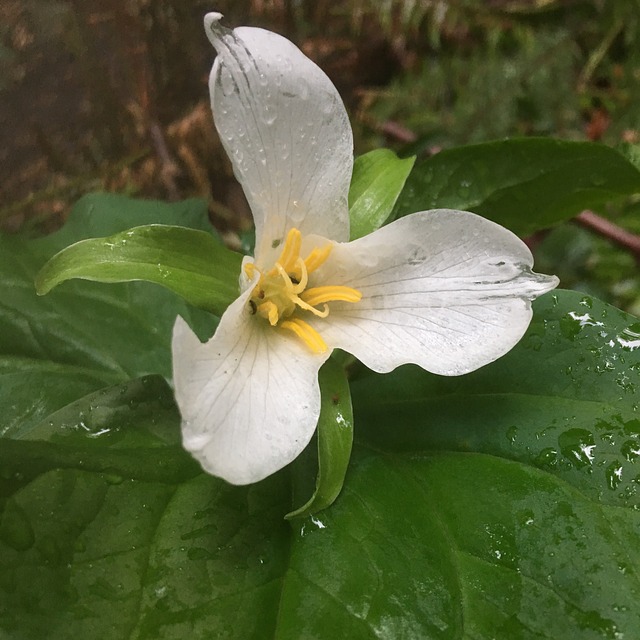 延龄草 可能花 花 - 上的免费照片