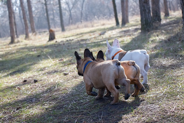 法国斗牛犬 有趣的 狗 - 上的免费照片