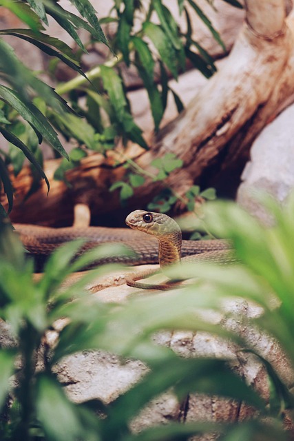 蛇 异国情调 动物 - 上的免费照片