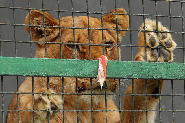 狮子在一个笼子里 狮子在寻找肉 人们喂狮子的 - 上的免费照片