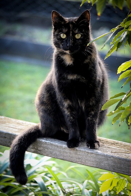 猫 黑色的 玳瑁 - 上的免费照片