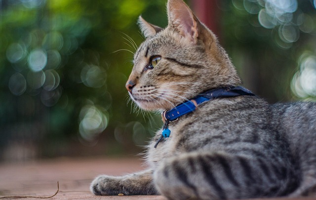 猫 猫科动物 纹理 - 上的免费照片